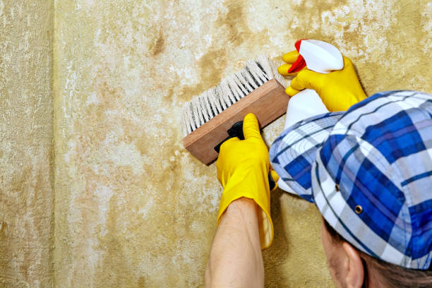 Mold Documentation for Insurance Claims